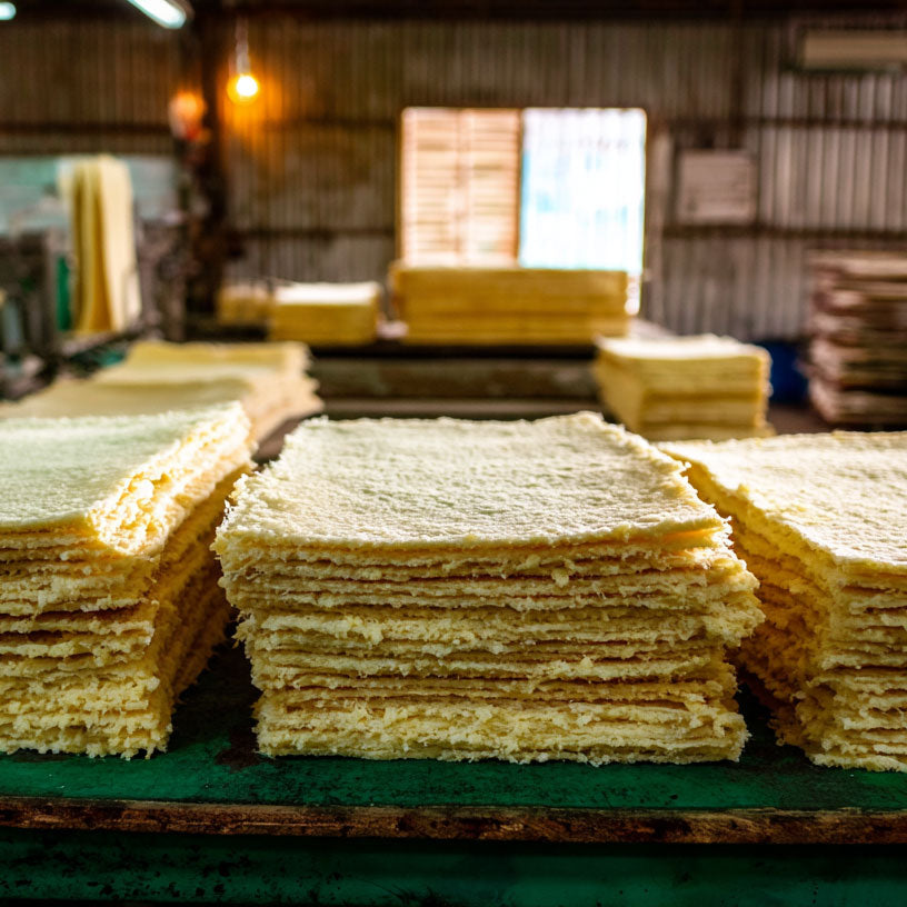 Our Kids Wetsuits Grow on Trees 🌱